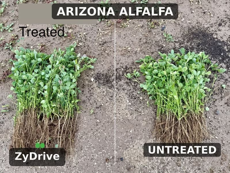 Alfalfa plants with roots laid side by side: ZyDrive on the left, untreated on the right