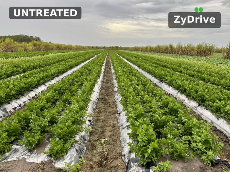 Celery field split down the middle: untreated rows on the left, ZyDrive rows on the right