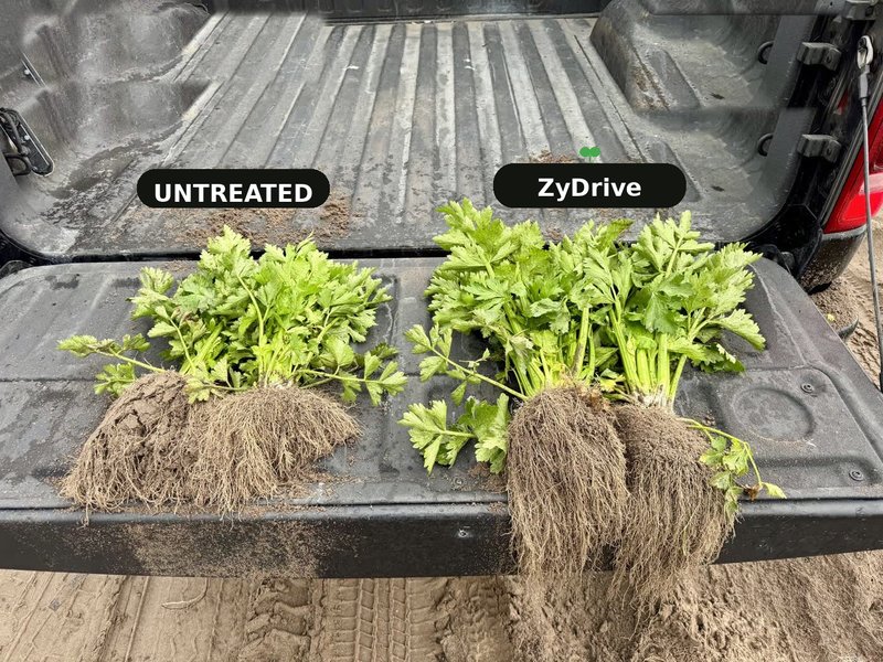 Celery plants dug and laid on a truck tailgate: untreated on the left with a small root ball, ZyDrive on the right with a much larger root mass