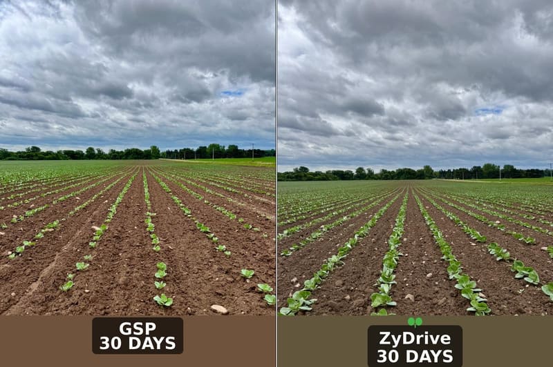Two photos of the same field 30 days after planting: grower standard practice on the left, ZyDrive on the right