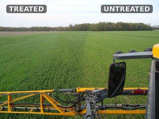 View from a sprayer cab across a field: Enhance-treated canopy on the left, untreated on the right