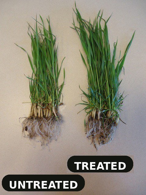 Two bunches of young grass-type plants with roots laid on paper: untreated on the left, Enhance-treated on the right
