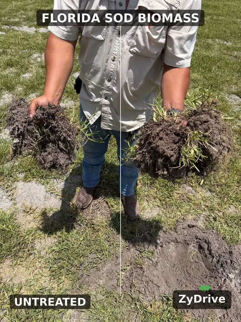 Sod cores held up in a Florida field to compare roots and biomass: untreated on the left, ZyDrive on the right