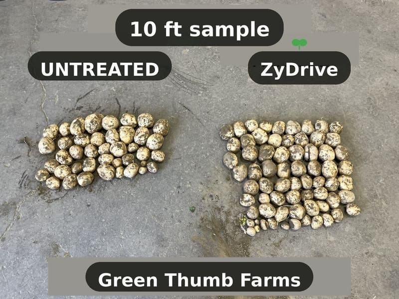 Potatoes from a 10-foot row sample at Green Thumb Farms, Maine, laid out in two groups: untreated on the left, ZyDrive on the right