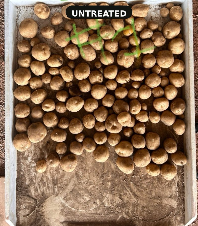 Bulk dig tubers from the untreated B-53 plot piled in a wooden bin, Heartland Farms