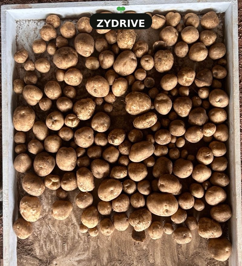 Bulk dig tubers from the ZyDrive B-53 plot piled in the same wooden bin, Heartland Farms