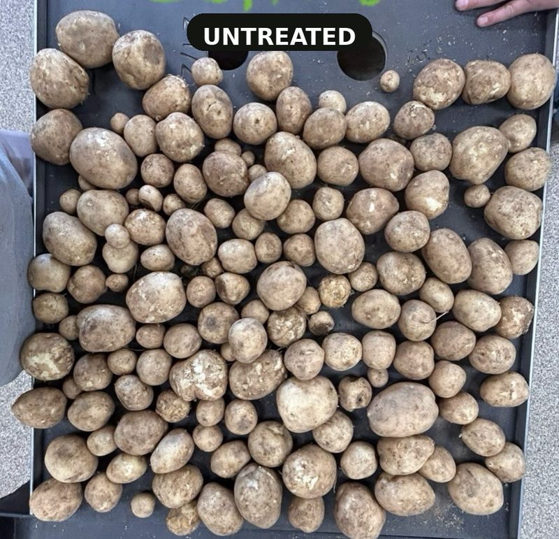 Bulk dig tubers from the untreated B-53 plot spread on a sorting tray, Heartland Farms