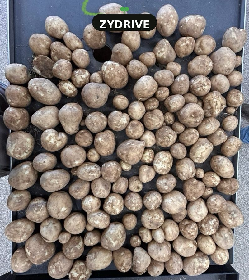 Bulk dig tubers from the ZyDrive B-53 plot spread on the same sorting tray, Heartland Farms