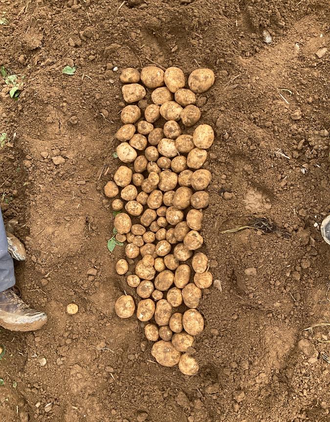 Tubers from a 10-foot control sample of chip variety 2053 laid out on the soil, Kingsbury Farms 2022