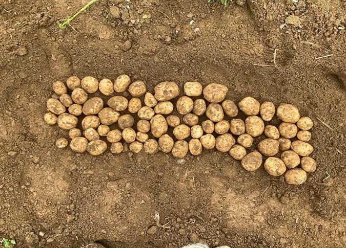 Tubers from a 10-foot ZyDrive sample of chip variety 2053 laid out on the soil, Kingsbury Farms 2022