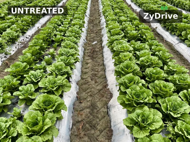 Lettuce beds split down a furrow: untreated beds on the left, ZyDrive beds on the right