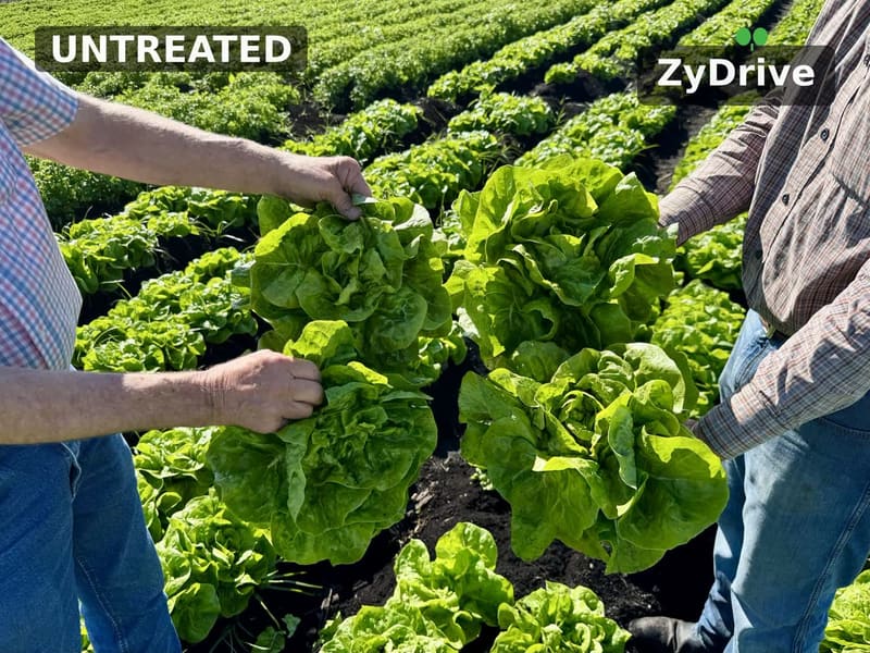 Two lettuce heads held up in the field for comparison: untreated on the left, ZyDrive on the right