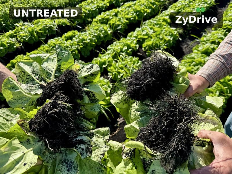 Lettuce plants dug and held up by the leaves to show roots: untreated on the left, ZyDrive on the right with a larger root mass