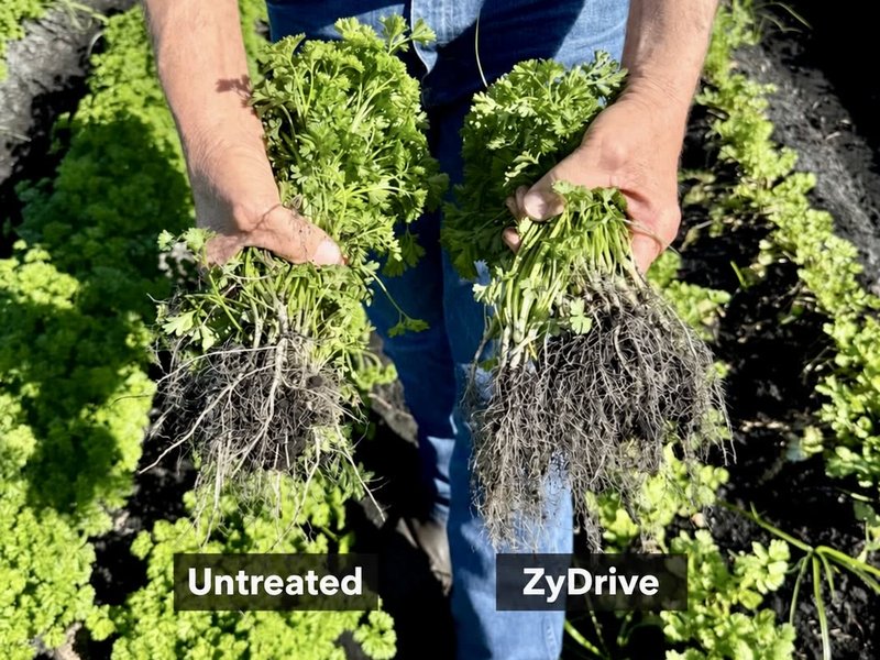 A grower holding two bunches of parsley dug from the field: untreated on the left with a thin root ball, ZyDrive on the right with a much larger, denser root mass