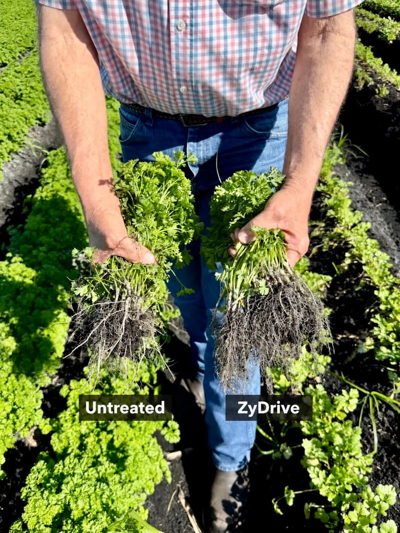 Grower standing in a leafy herb field holding two dug plants with roots exposed: untreated on the left, ZyDrive on the right with a fuller root mass