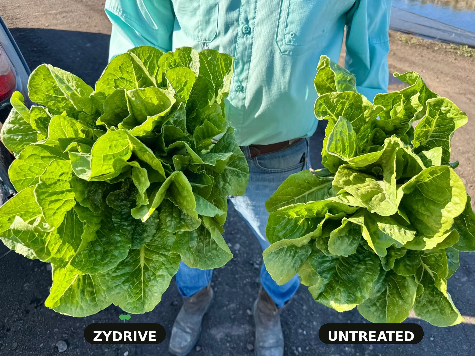 Grower in the field holding up two heads of romaine
