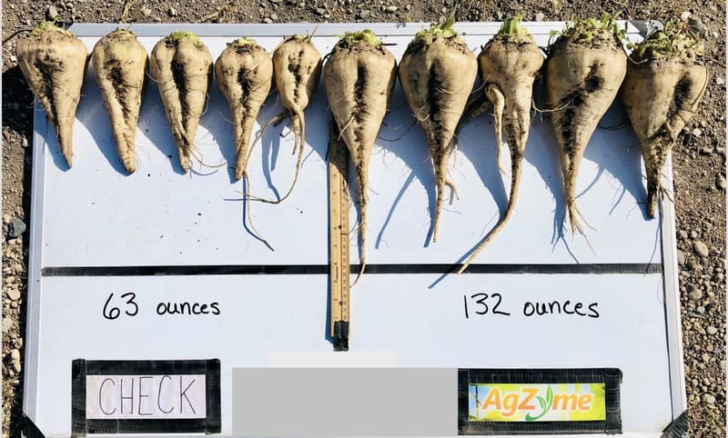 Two sets of dug sugar beets on a white board: the check set weighed 63 ounces, the AgZyme set weighed 132 ounces