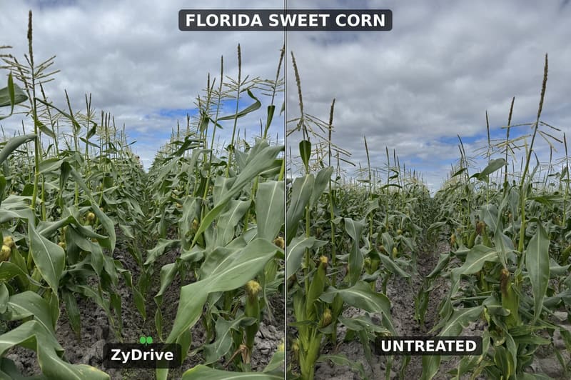 Florida sweet corn rows photographed side by side: ZyDrive on the left, untreated on the right