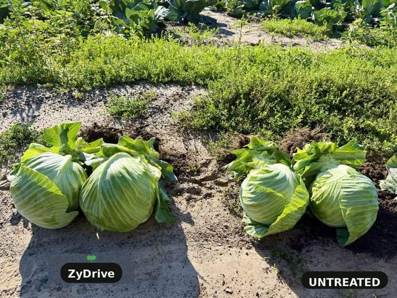 Cabbage heads set on the row: ZyDrive on the left, untreated on the right