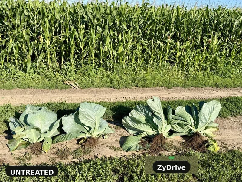 Whole cabbage plants laid on the row: untreated on the left, ZyDrive on the right