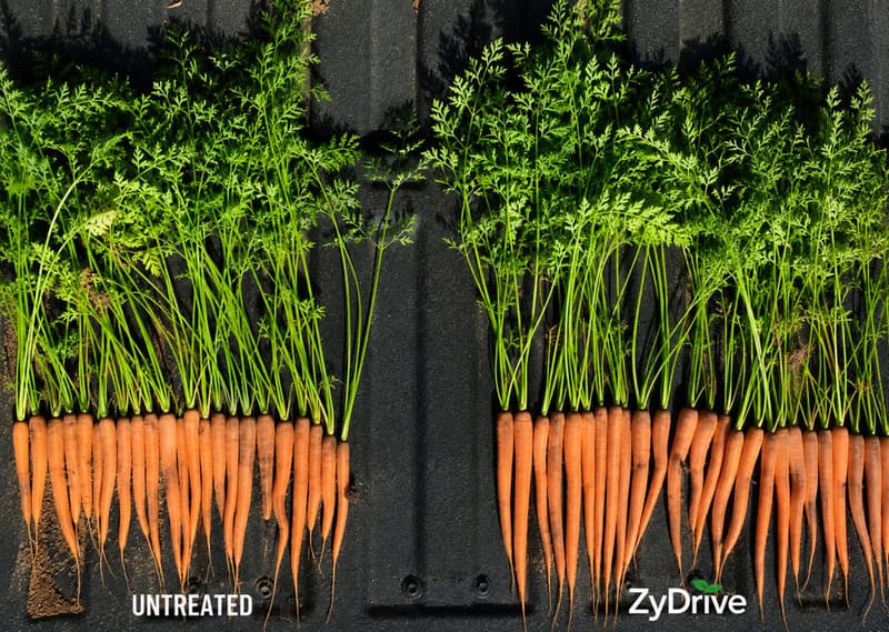 Carrots pulled and laid side by side on a tailgate: untreated on the left, ZyDrive on the right
