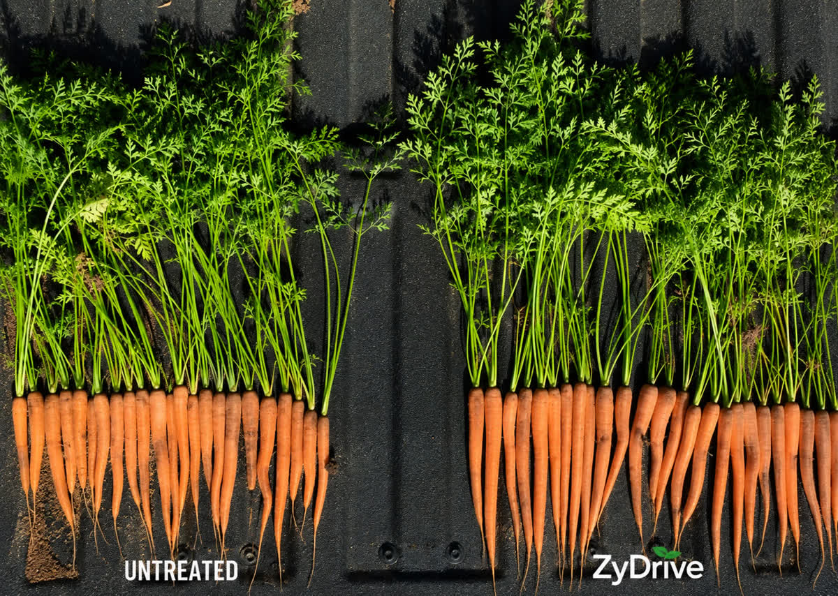 Carrots laid out side by side — untreated vs ZyDrive