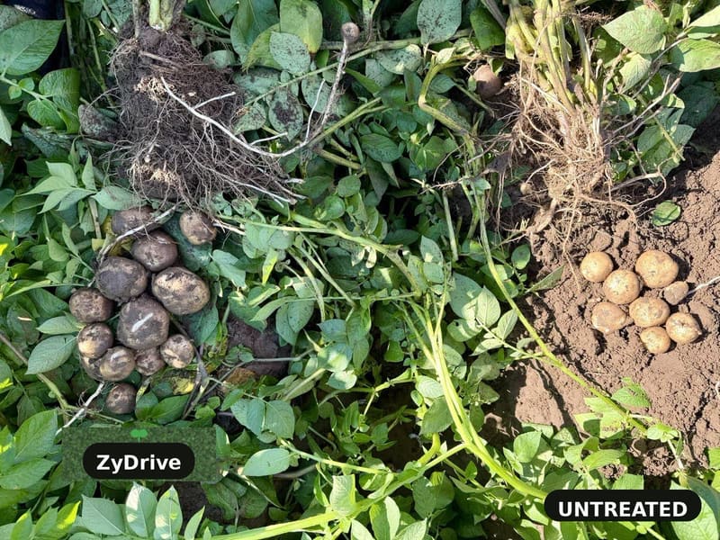 Two potato plants dug in the row with roots and tubers exposed: ZyDrive on the left, untreated on the right