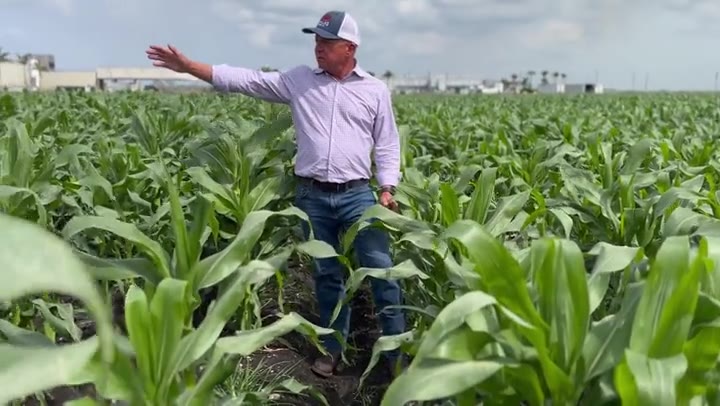 Grower walking a sweet corn field and pointing to the trial line