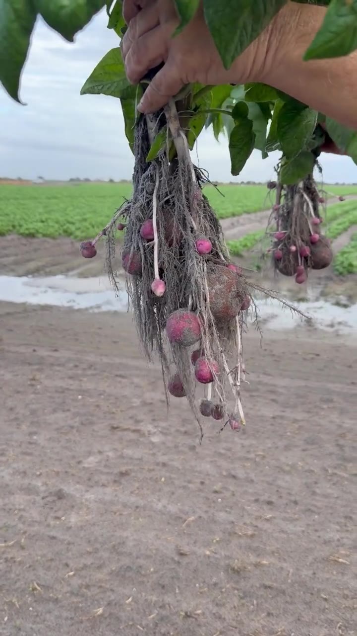 Dug potato plant held up to show the root system and tubers